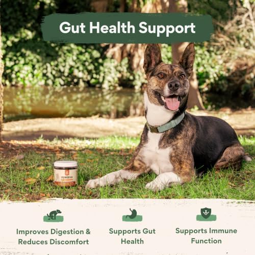 Chuck Norris Power GI Probiotic Soft Dog Chews, 30 Ct