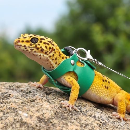 3 Pack Bearded Dragon Leash and Harness Set 3 Size Adjustable Lizard Harness Bearded Dragon Outfits for Reptile Small Animals Training Walking, Easy to Put on and Take Off (Green)