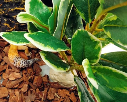 Reptile Plants Terrarium Decor,Reptile Tank Decorations