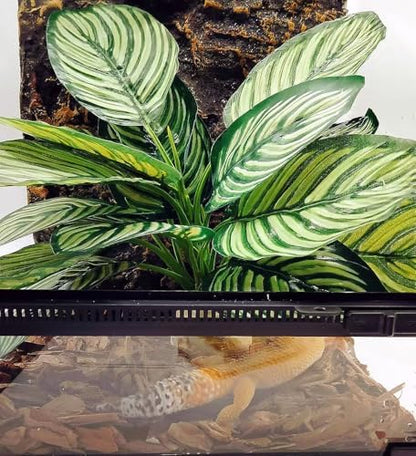 Reptile Plants for Terrarium Decor,Leopard Gecko Tank Plants