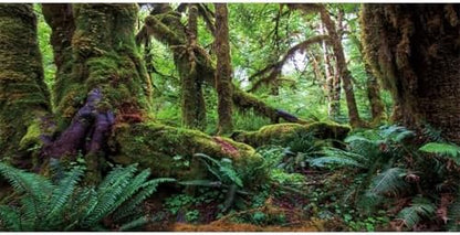 48x18 in Terrarium Backdrop Rainforest Moss Tree Reptile Habitat Background