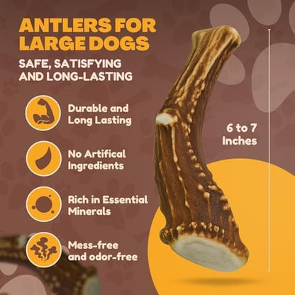 WhiteTail Naturals 2 Pack Whole Deer Antlers for Dogs, Large 7 Inches