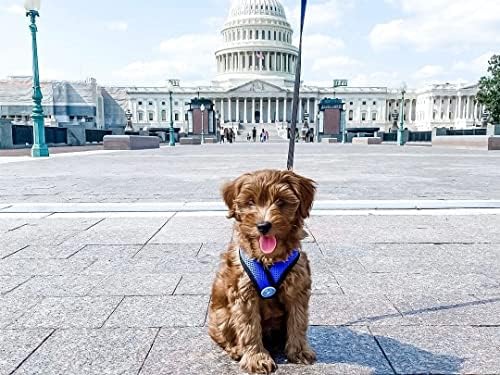 Gooby Comfort X Head-in Dog Harness, Choke-Free, Blue, Small