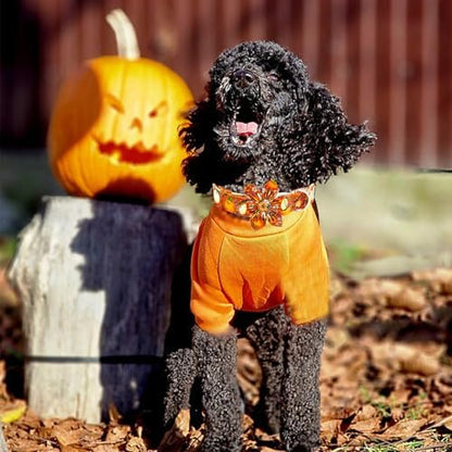 Elegant little tail Fall Dog Collar, Halloween Pet Collars with Flower Cute Pumpkin Print Puppy Collar Female or Male Cotton Adjustable Collars for Small Medium Large Dogs