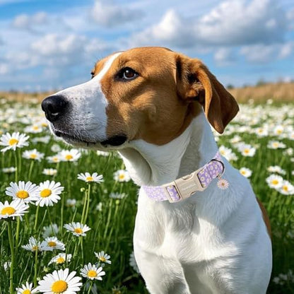 Lionet Paws Floral Dog Collar- Cute Daisy Purple Dog Collars with Plastic Buckle, Light Adjustable Dog Collars for Small Dogs