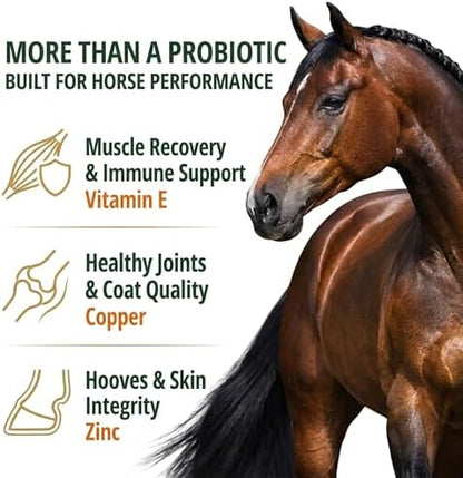 OL' NELLY Equine Probiotic Paste | Supports Equine Gut Health, Hindgut, Digestion, Immune Support, Energy, Coat & Hooves,12 Billion CFU Multi-Strain + Prebiotic, Vitamins & Minerals 80cc Syringe