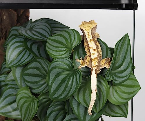 2Pack Fake Calathea Orbifolia, Reptile Habitat Plants with Suction