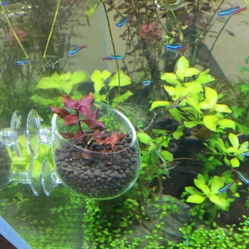 WHJY Clear Glass Aquarium Suction Cups, Round Plant Holder, Fish Tank Plant Pots - Set of 2, Transparent
