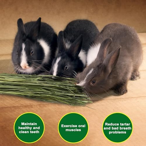 Premium Dust-Free Oat Hay 6.6lbs (6×1.1lbs) for Small Pets
