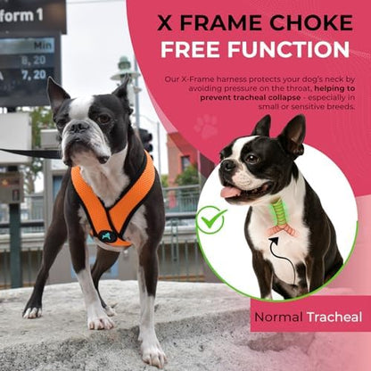 Gooby Comfort X Head-in Dog Harness, Choke-Free, Orange, Medium