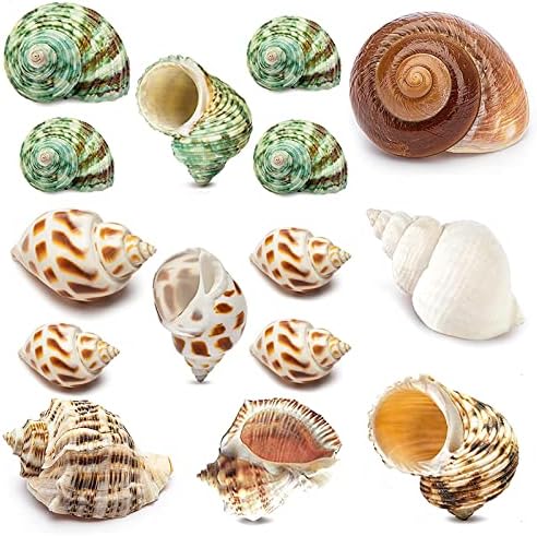 QEQEKAKA 15PCS Hermit Crab Shells Natural Mixed Seashells Replacement