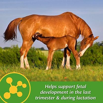 Farnam Mare Plus Gestation & Lactation Supplement 7.5 pounds, 60 Day Supply (Pack of 2)