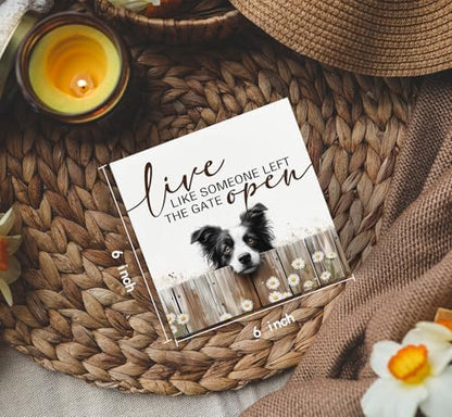 Border Collie Signs - Farm Cottagecore Animal Office Kitchen Bedroom Decor,Rustic Farmhouse Live like Someone Left the Gate Open Home Decor Wooden Signs,Border Collie Gifts for Women,6x6