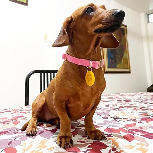 Soft Corduroy Fibric Dog Collar with High Grade Metal Buckle, for Small Dogs.(Pink,Small:10-15")