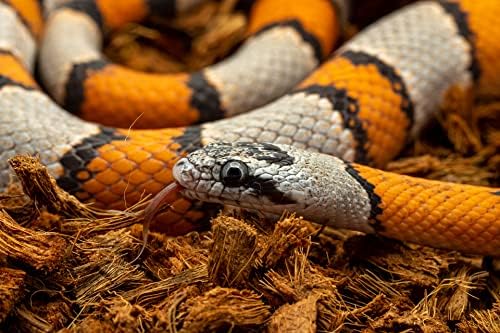 RediChip Reptile Bedding Loose Medium Coconut Chip Substrate 36 Quart Coco Husk Mulch for Snake and Gecko Habitat, Ball Python Terrarium, Lizard and Turtle Tanks, Tortoise Enclosure (2 Pk)