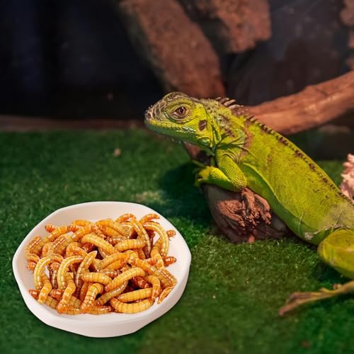 COMSUN 4 Pack Small Reptile Food Dish Bowl, Plastic Worm Water Dish Plate