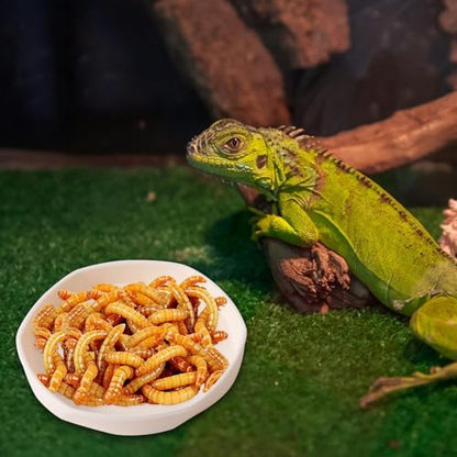 COMSUN 4 Pack Small Reptile Food Dish Bowl, Plastic Worm Water Dish Plate