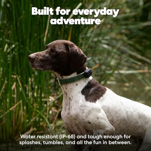 Life360 Pet GPS Tracker for Dogs | Live Tracking, Escape Alerts & Lost Pet Network | Up to 14 Days Battery | 12-Month Silver Subscription Included for New & Free Members | 1-Pack, Black