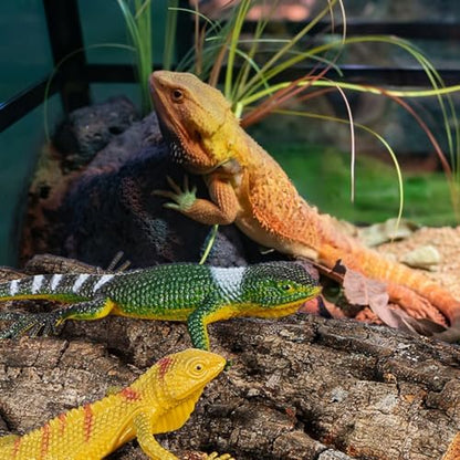 SHINEOFI Cork Bark Reptile Tank Background 4 pcs Terrarium Decor for Gecko Lizard Frog Bearded Dragon Natural Bark Pieces 5.90 X 5.90 X 0.78 in