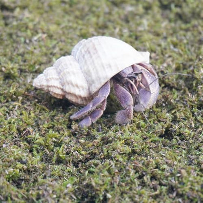 1lb Hermit Crabs Substrate, Ideal for Hermit Crab Supplies for Tank Habitat