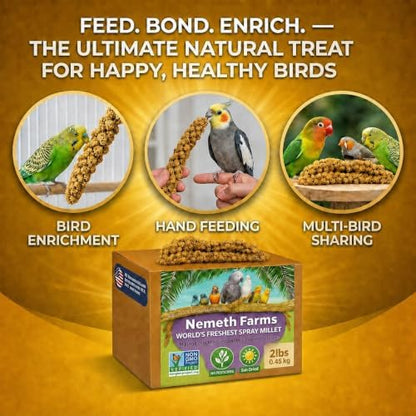 Nemeth Farms Spray Millet - Edible Tops Only, Non-GMO and Sun-Dried - 2 lbs for Cockatiels, Lovebirds and Budgies