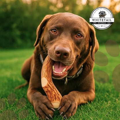 WhiteTail Naturals Whole Deer Antler Chew for Large Dogs - 7"
