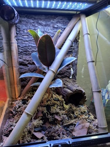 AWXZOM 2pcs Large Cork Bark Terrarium Background 15.7x11.9inch, Natural Cork bark for Reptiles Background Climbing Wall for Chameleons Lizards Turtle Beared Dragon Snake Reptile Tank Background
