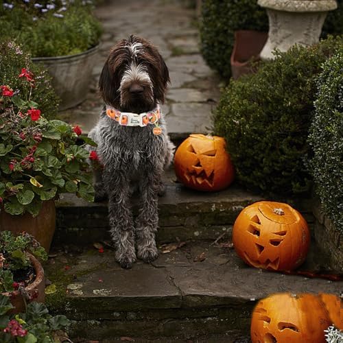 Fall Pink Flower Pumpkin Print Dog Collar for X-Small Dogs