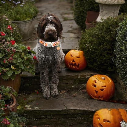 Fall Pink Flower Pumpkin Print Dog Collar for Large Dogs
