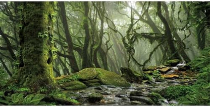 30x18 in Terrarium Backdrop Foggy Forest Stream Reptile Habitat Background