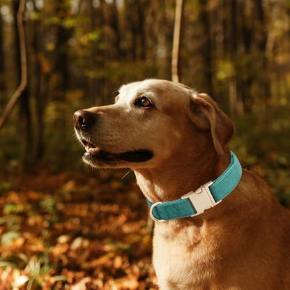 Soft Corduroy Fibric Dog Collar with High Grade Metal Buckle, for Medium Dogs.(Green,Medium:12-19")