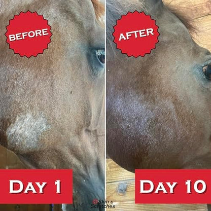 Show Out Skin & Scratches 4 oz Concentrate - Fast Relief and Prevention for Horse Care. Use on Equine Scratches/Mud Fever, Girth Itch, Mange, Thrush, Rain Rot, Ringworm, etc w/Empty Spray Bottle
