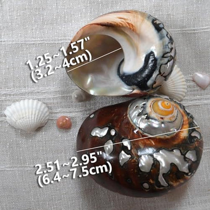 2pcs Hermit Crab Shells Large, Big Size Opening 1.3-1.9" Natural Sea Conch
