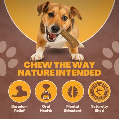 Whitetail Naturals 3 Pack Whole Deer Antler Chews for Small Dogs - 4-6"