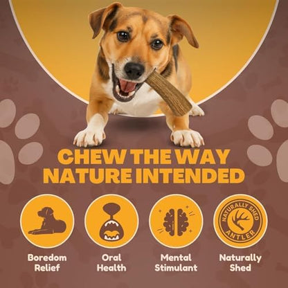 Whitetail Naturals 3 Pack Whole Deer Antler Chews for Small Dogs - 4-6"