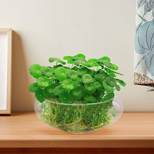 BESPORTBLE Clear Fish Bowl Vase Bubble Bowl Wide Mouth Flower Vase Round Shallow Planter Terrarium Aquatic Plant Pot Daffodil Pot Hydroponic Planter Fish Tank Bowl