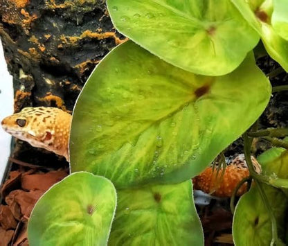 Reptile Plants for Terrarium,Habitat Decor,Hanging Plant with Suction Cup