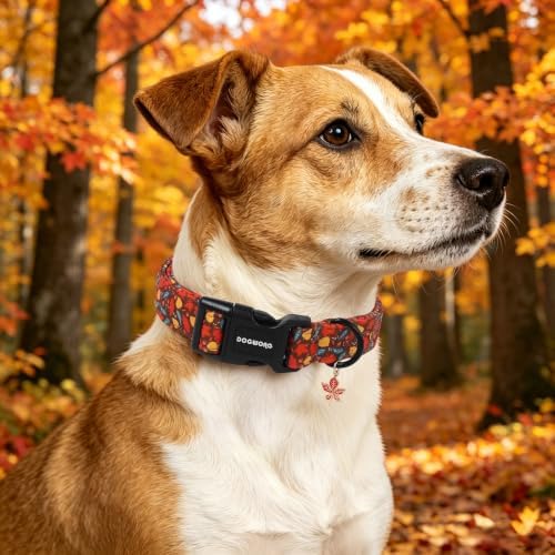 DOGWONG Fall Dog Collar Girl, Fall Autumn Maple Dog Collar Boy,Comfortable Fall Dogs Collars for Small Medium Dogs, Neck 14-21 inches