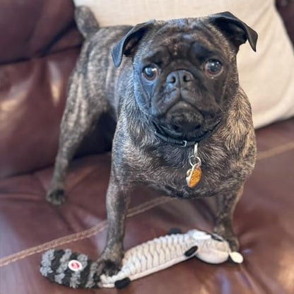 SPOT Skinneeez Stretch and Squeak Dog Toy - Stuffing-Free Stretchy Toy with Crinkle and Squeaker, Fun for Dogs to Tug and Fetch, Assorted Animal Characters - Beaver, Raccoon, or Fox - 13in
