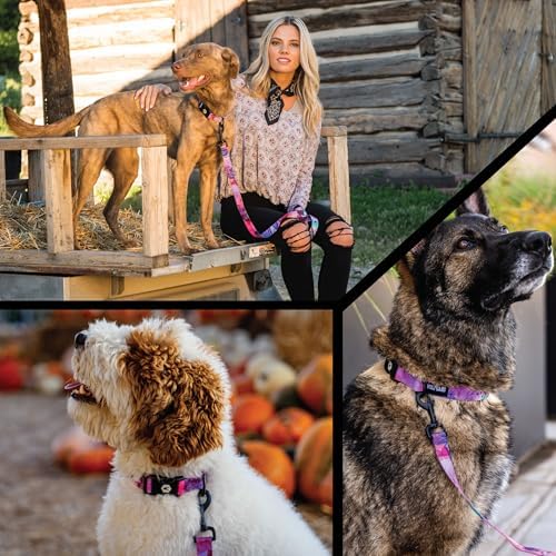 Wolfgang Heavy Duty Martingale Dog Collar with Quick Release Nylon Buckle for Walking & Training, Daydream Print, Small
