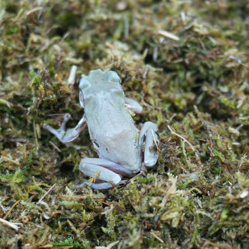 5oz Tree Frog Substrate, Ideal Toad House Terrarium Habitat Supplies