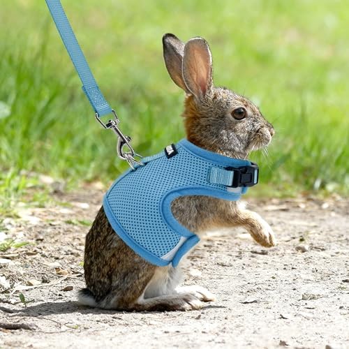 AIITLE Adjustable Rabbit and Leash Set - Lightweight & Portable, Padded Vest with Magic Tape Design, Indoor/Outdoor Use - Fits Hamsters, Rats, Iguanas, Puppies, Cats, Blue M