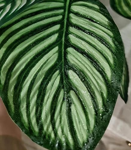 Reptile Plants for Terrarium Decor,Leopard Gecko Tank Plants