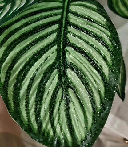 Reptile Plants for Terrarium Decor,Leopard Gecko Tank Plants