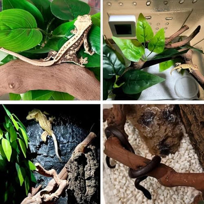BNOSDM 2PCS Reptile Wood Branches Decor,Lizard Habitat Natural Wood Decoration,Snake Climbing Branch Accessories,Terrarium Tree Trunk Ornament for Bearded Dragon Gecko Frog Chameleon Spider