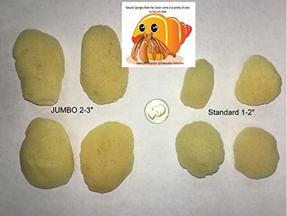 4 Natural Hermit Crab Sea Sponges, Water Dish, Humidity & Habitat