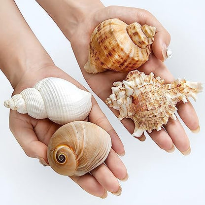 QICQDRAM 4PCS Hermit Crab Shells 2~3.5'' Large 1~1.5'' Opening Seashells