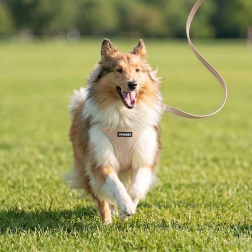 Best Pet Supplies Voyager Step-in Air All Weather Mesh Harness and Reflective Dog 5ft Leash Combo with Neoprene Handle, for Small, Medium and Large Breed Puppies - Khaki, S