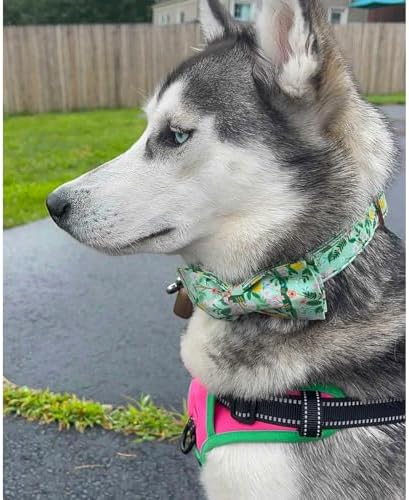 Lionheart glory Premium Floral Dog Collars, Bowtie Dog Collar, Adjustable Heavy Duty Girl Dog Collar with Bow for Small Dogs