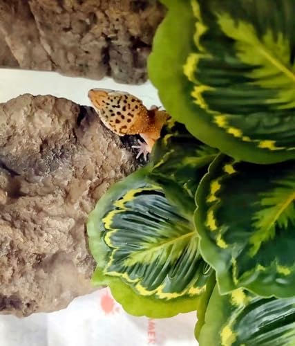 Reptile Decor Plants,Amphibian Habitat Decor,Artificial Plants for Bearded DragonTank Accessories Suitable for Leopard Gecko Lizard Chameleon Snake Tortoise (Calathea makoyana -A)